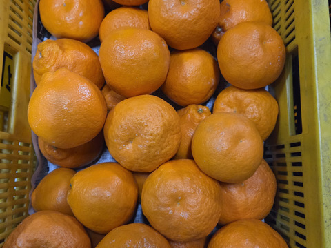 春の風香る　プリップリのはるみみかん　10k