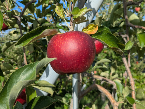甘さと酸味のバランス良好「秋映」（自家用）10㎏
