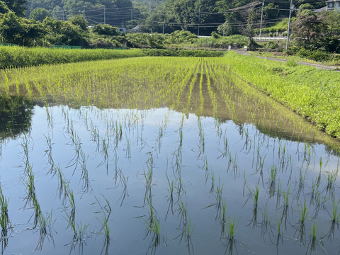 れんげ緑肥栽培 朝日米 玄米20㎏『総重量梱包材込』