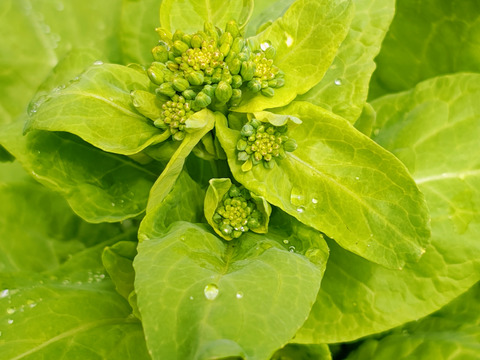 【栽培期間中農薬不使用】雪の下で耐え甘くなった菜の花（野沢菜、白菜） 60サイズにいっぱい　200グラム程度