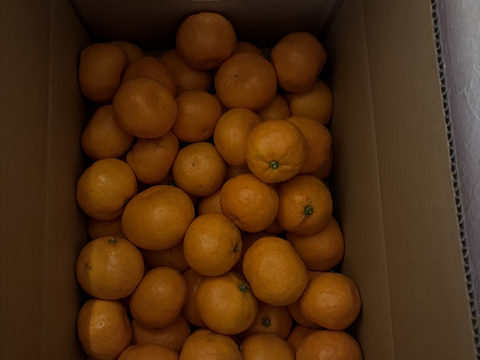 5キロ箱 まーくん家のみかん｜和歌山県産・農家直送｜家族で楽しむ甘いみかん（家庭用サイズミックス)