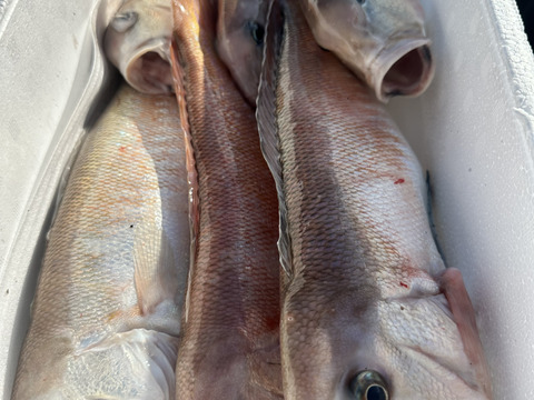 【超高級魚】白甘鯛の一夜干し5pc