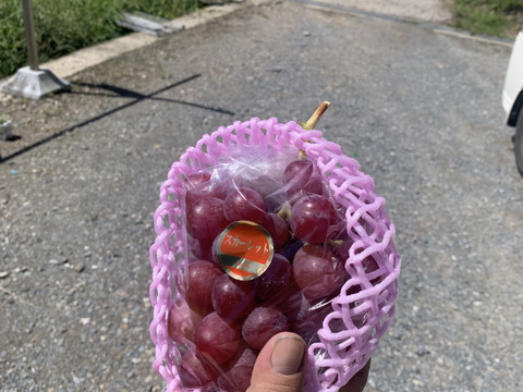 美味しい葡萄