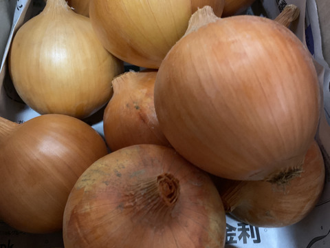 八ヶ岳産じゃがいもバラエティーセット６種と玉ねぎ10キロのセット