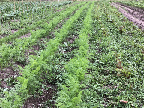 季節の野菜セット