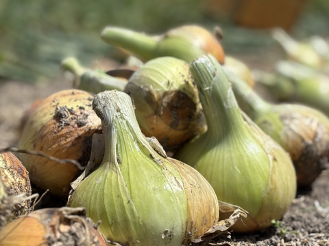 西谷農園の新玉ねぎ　10キロ