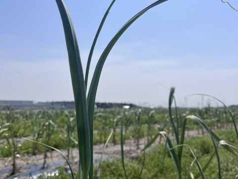 大容量！国産ニンニクの芽たっぷり4kg☆業務用にも≪収穫次第発送予定≫