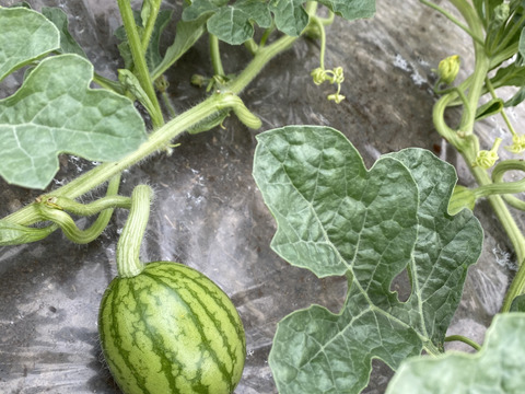 思わず笑顔が溢れる♡驚くほど甘〜い！祭りばやし大玉スイカ【4Lサイズ10〜12キロ/1玉】数量限定！