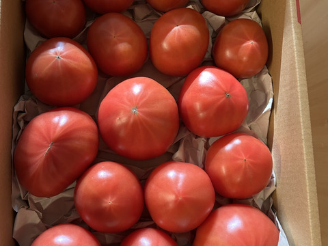 「王様トマト」の試験販売にご協力お願いします。3.6ｋｇ/箱・品種名：「ごほうび」