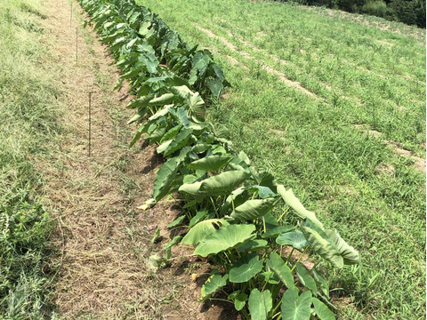ホクホク旨い！味が濃い！白芽里芋2kg