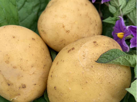 【福袋】高野山麓精進野菜カラフルじゃがいも＆さつまいも＆ローズマリー少量　箱込み4.9キロ　先着15名様ヘチマたわしおまけ付き！！