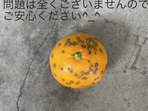 【大特価】加工用みかん　10キロ