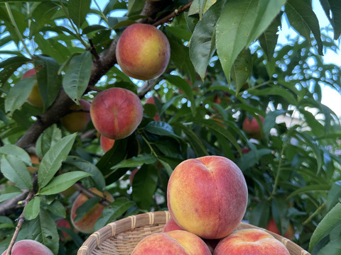 パリパリ食感のワッサー（北信濃産）　桃🍑とネクタリンの良いとこどり　2kg前後（8個〜11個）
⭐︎木採りは終盤となりました。お早めにどうぞ。