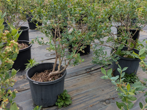 大粒ブルーベリーミックス1kg(125g×8P)