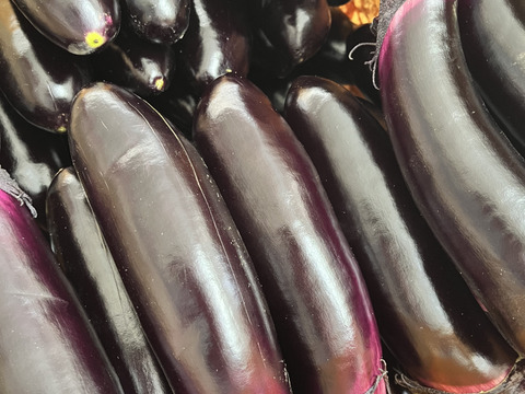 宮崎県産なす&きゅうり　新鮮野菜5キロ