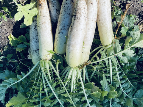 【常温便】超人気！！葉っぱの半分カットと土付き大野ヶ原大根　２本