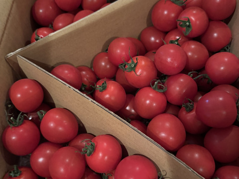 食べ出したら止まらない※糖度９度以上※おいし～甘～いフルティカ※2kg※トマ糖※