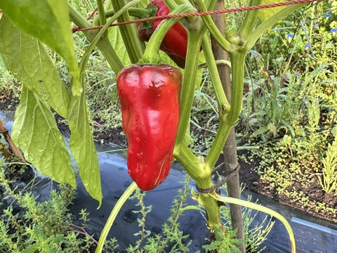 パドロン　　赤　【農薬不使用露地栽培】  パドロン　スペイン野菜　  500g