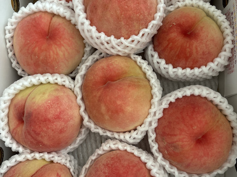 あかつき桃 夏桃の定番 お値下しました！！ ご好評販売中 訳あり