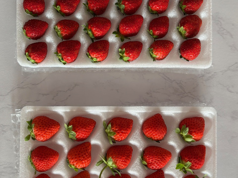 【軽井沢高原・夏秋いちご・化学農薬を限界まで抑えたこだわりの当園独自農法】★数量限定・お買い得商品★ご自宅・プロ用★夏・秋が旬の夏秋いちご複数品種食べ比べ（無選別４００ｇ：計２シート）