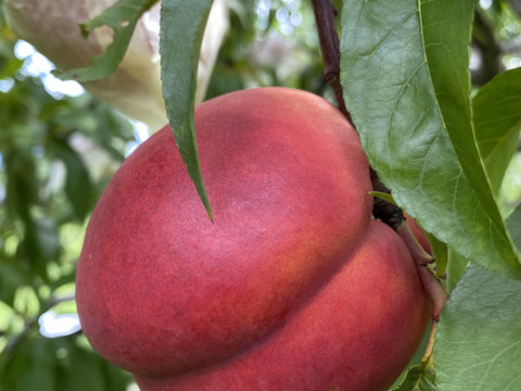 初秋の桃(黄金桃の夕月、白桃系の玉うさぎ）！
タイミングが合えばネクタリン（ファンタジア）が入るかも