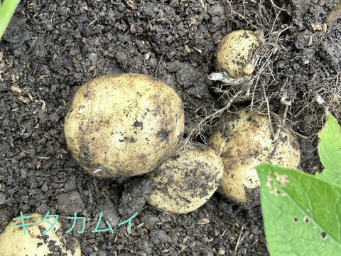 新じゃが食べ比べ❣️きたあかり、キタカムイ、メークイン約700g✖️3種で約2kgのセットで。