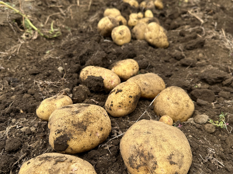 【舌触りのなめらかさ、異次元】澱粉質が最高超に達した秀逸品キタアカリ😋今までのポテサラの概念を覆す美味しさ‼️Mサイズ3kg（約20〜30個入り）