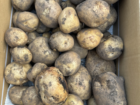 【福袋2025】農薬・化学肥料不使用 新じゃが キタアカリ　箱いっぱいにお入れしてお届けいたします。7月上旬からご予約順に順次収穫して発送致します