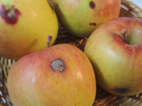りんご　ぐんま名月　約６５％　農薬カット　　36-38個　中から小玉サイズ多し　キズ等、黒点沢山　ジャム等加工向け
