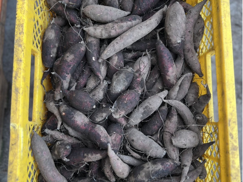 群馬県産 訳ありさつまいも【シルクはスイート】土付き　1.5kg