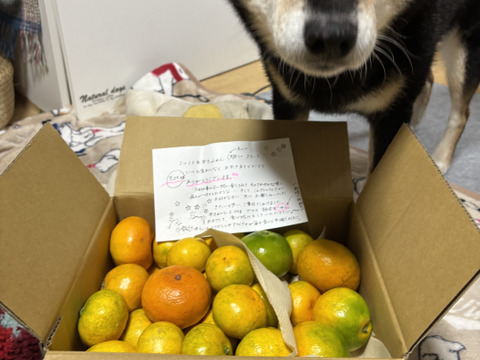 フレッシュ青切りみかん　小さなサイズ　約2.5㎏