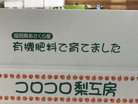 【味に自信あり‼️】PREMIUM新高梨約5kg(5~9個)✨️コロコロ梨工房の自信作‼️樹上完熟、甘くてとってもフルーティー✨️今年も甘いです😋糖度15度超‼️鮮度を保つ為クール便で発送🚚