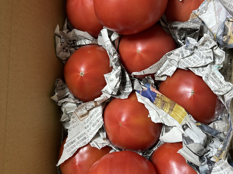 毎食トマト！バクバク食べちゃう栄ちゃんトマト　大きめ3キロ入り