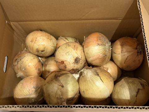 最終数量限定セール！！納豆菌栽培淡路島産　新玉ねぎ大玉10ｋｇ　兵庫認証品（残留農薬不検出）