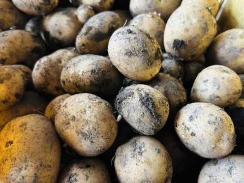 《激推し！フライドポテトやポテサラに！》愛され食され40年『雪夏稚くん』の熟成ヘルシーポテトver. 10kg