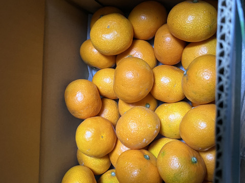 【食べチョクで１番売れてるみかんです！】夕やけみかん（3㎏）小玉（圧倒的人気のみかんです！）