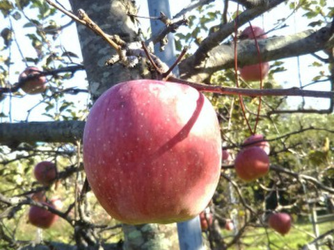 栽培期間中肥料農薬不使用のりんごジュース6本セット・１Lx6