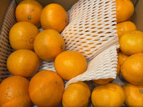 まどんな（ご家庭用・２㎏）+夕やけみかん（ご家庭用・２㎏）