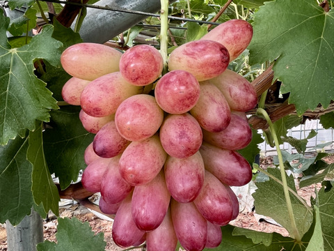 【希少品種】【マニキュアフィンガー】１房　４５０ｇ以上！　贈答・家庭用兼用　超少量生産のため超数量限定（数房）！