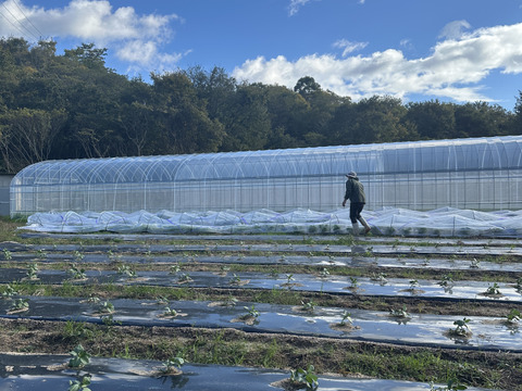 愛媛県産 無農薬米 大袋(30キロ) 楽天市場】完全無農薬 無化学肥料栽培の雑穀米 550g 混ぜるだけ