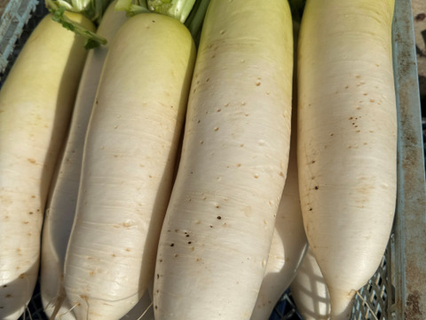 【秋大根 × 6本】　みずみずしく柔らかい　おでん、煮物に最適