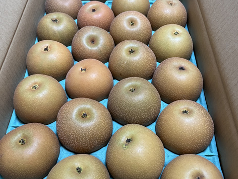 秋の贈り物🌕　千葉県産【あきづき】5㎏　お手頃サイズ『14～20玉入』市川のなし・秀品