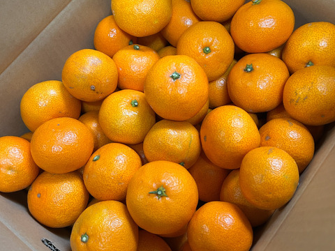 温州みかん 10kg 家庭用