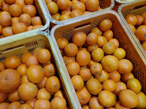 きよみオレンジ『サイズ混合』3.5kg（箱込）80