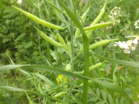 さや サヤ 鞘 🫛いろいろな鞘（小松菜、菜花、大根、カラスノエンドウのサヤ）今しか食べれない柔らかいうちのアブラナ科、マメ科のサヤ🫛約50個