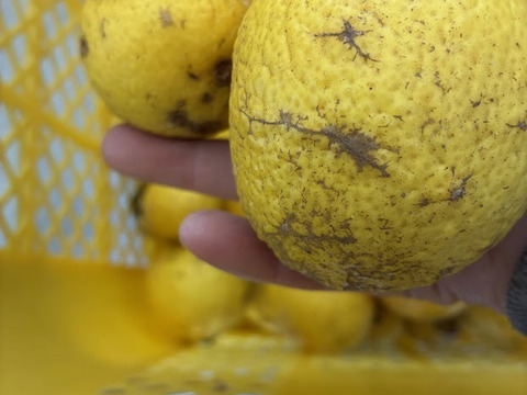 【訳あり】のため通常の半額でお出しします！鹿児島県産　甘くて爽やか！【黄金柑】4ｋｇ程度