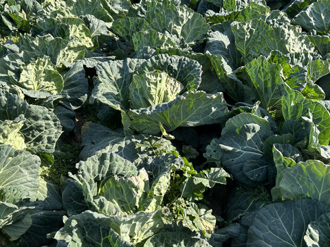 やわらか春キャベツ　5玉