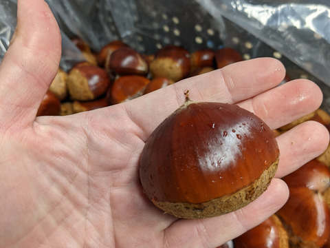 甘ホク増々、熟成小布施産2L〜大栗　小布施栗1kgクール便