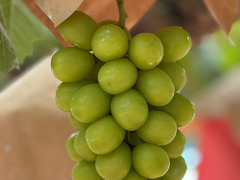 【芳醇な香り・あふれる果汁】家庭用シャインマスカット２房