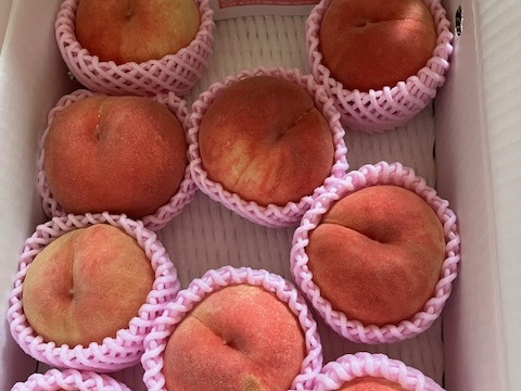 高級摘果桃　加工用　25 🍑【2025年8月中旬桃】3kg 8～14玉【ASIAGAP認証農場：津軽農園